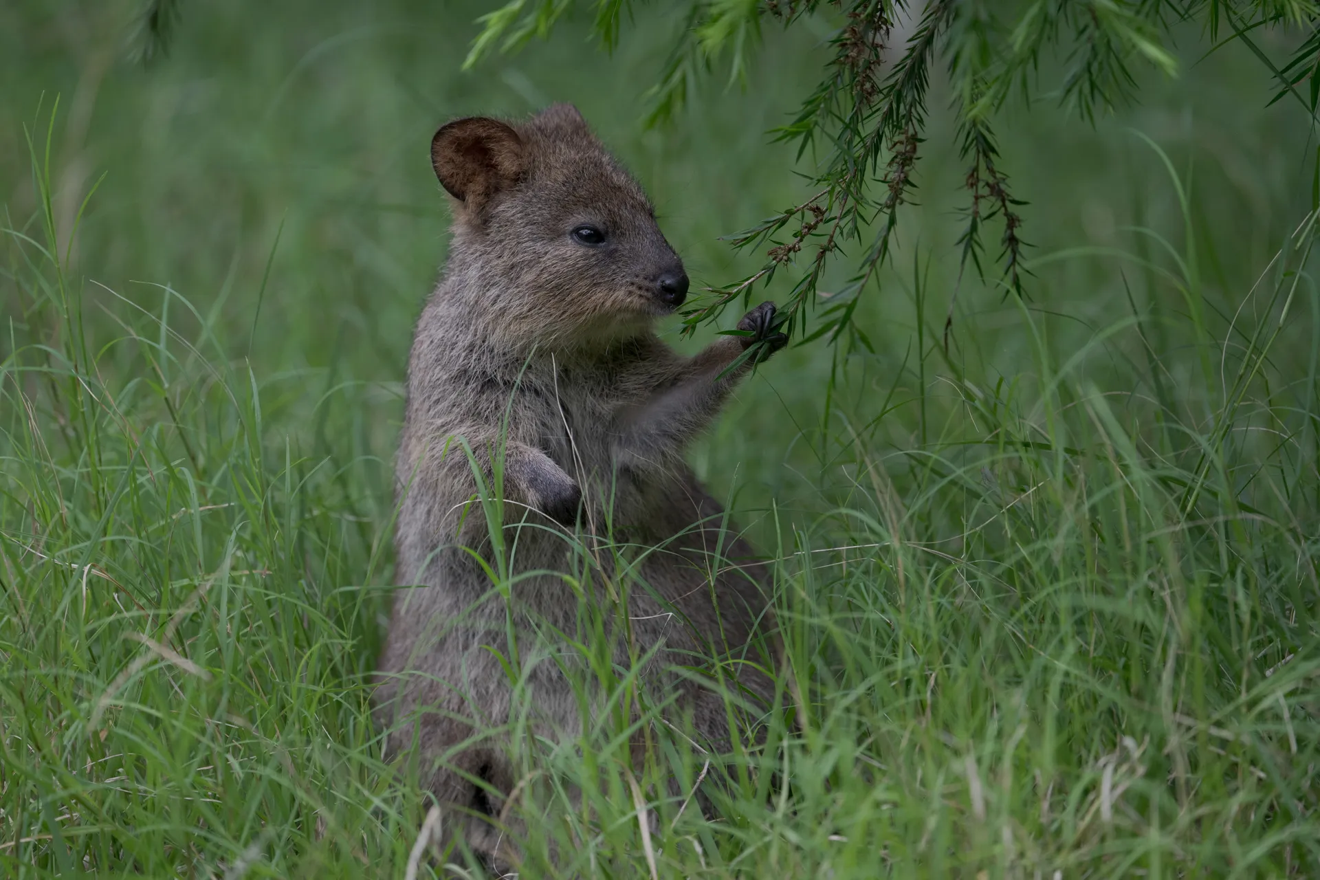 枝をつかむクオッカ