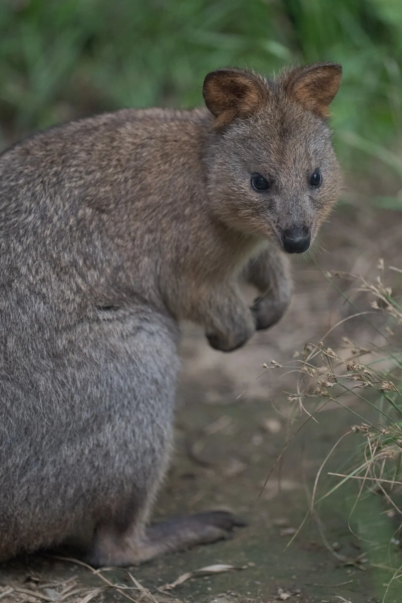 立っているクオッカ