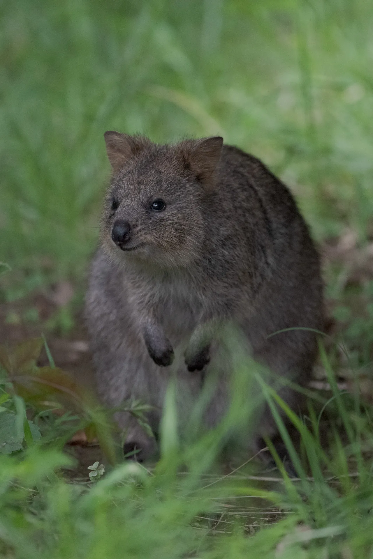 立っているクオッカ