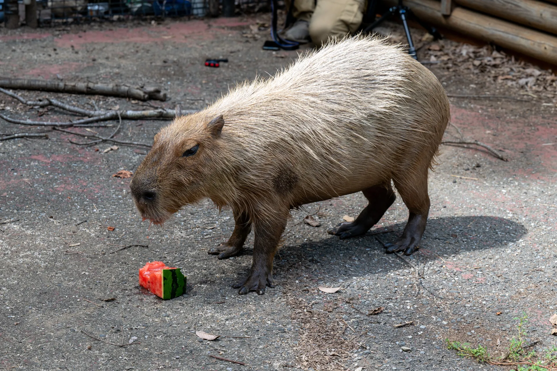 スイカを食べるヘチマちゃん