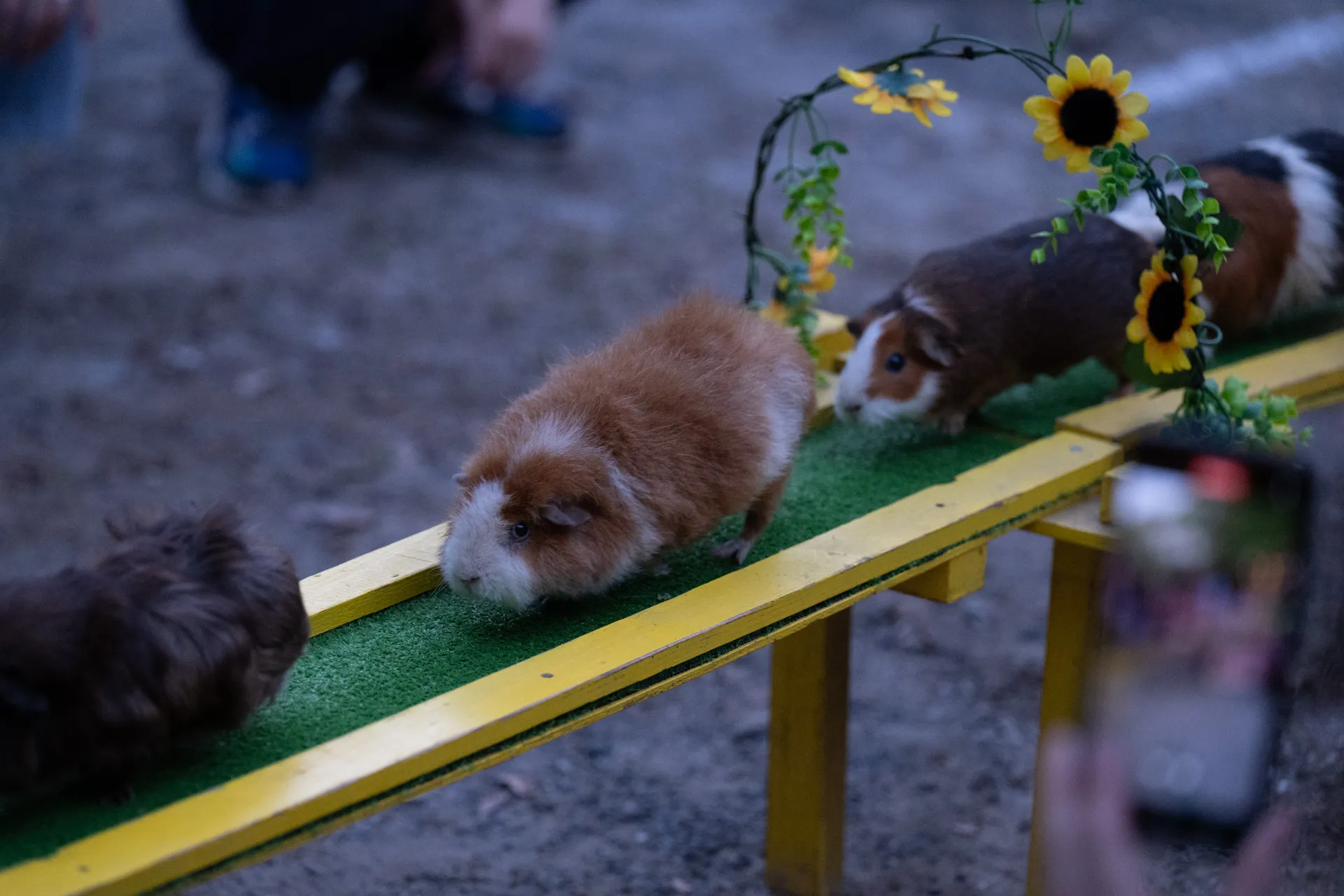 テンジクネズミのおかえり橋